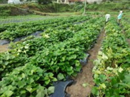 フードバンクさが(佐賀県) 活動の様子2